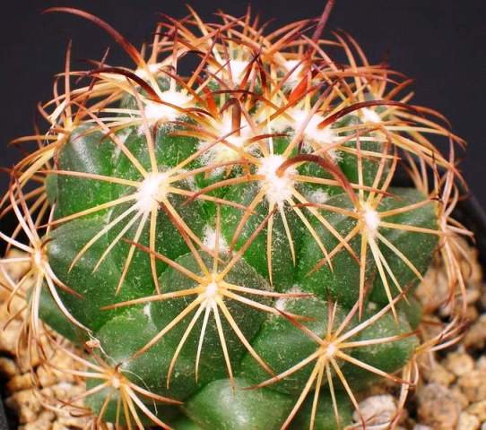 coryphantha_cornifera